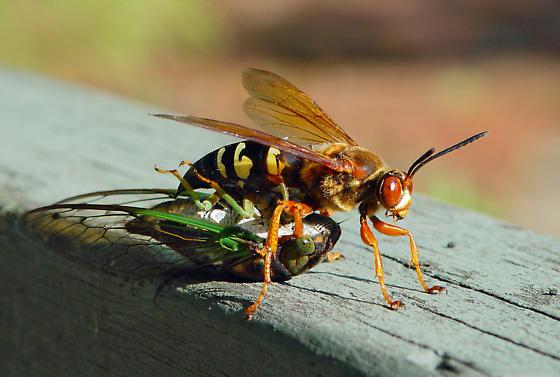 Female cicada killer wasp on top of paralyzed cicada.