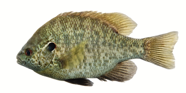 Side view of a redear sunfish on a white background