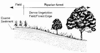 Illustration shows field and riparian forest with dense vegetation field/forest edge and coarse sediment underneath