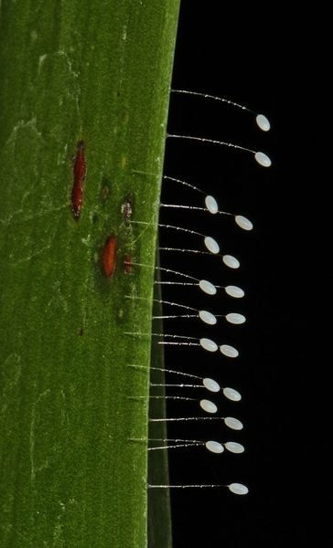 Lacewing eggs appear to be tiny white balls suspended at the ends of fine hairs.