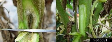 Canker discoloration and pith compared in bacterial canker tomato stem to healthy stem