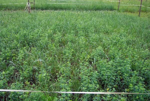 switchgrass with alfalfa