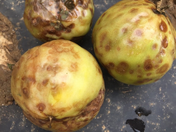 Chlorotic ringspots on tomato fruit caused by infection with TSW