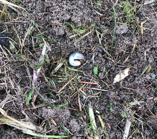 Curled-up Japanese beetle grub on top of soil with a few grass blades visible.