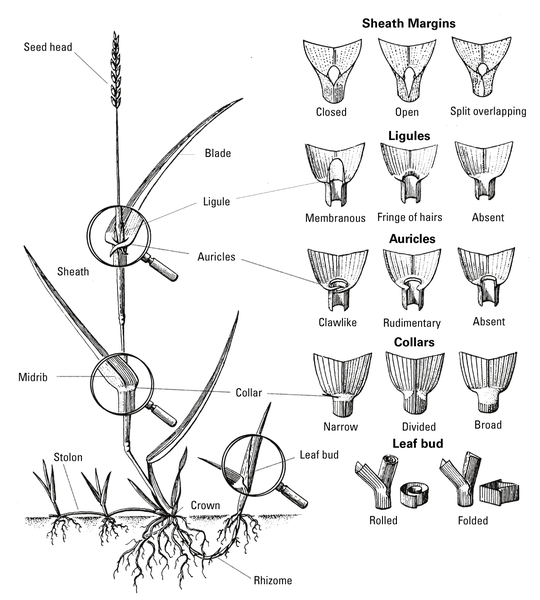 drawn diagram of parts of a grass plant