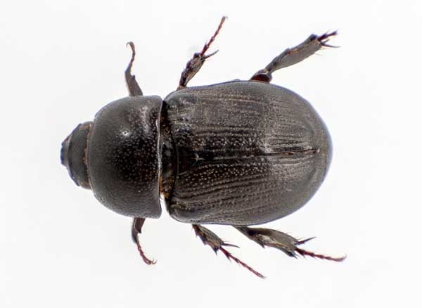 Top view of sugarcane beetle.