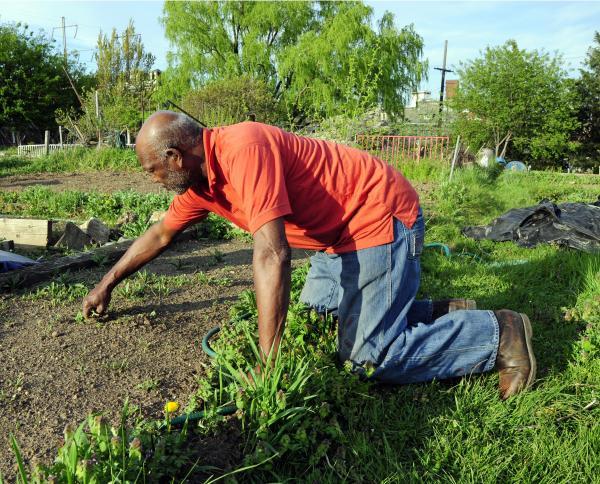 Man hand pulling weeds