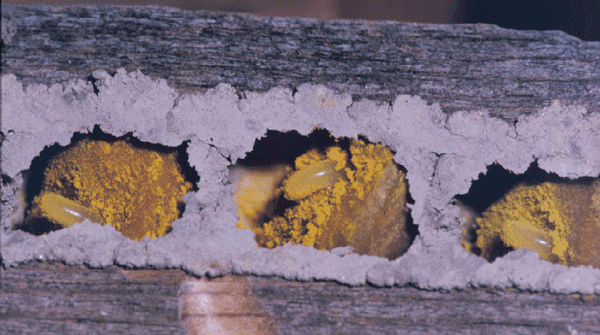 Nest cross-section with yellowish eggs and pollen in 3 chambers.