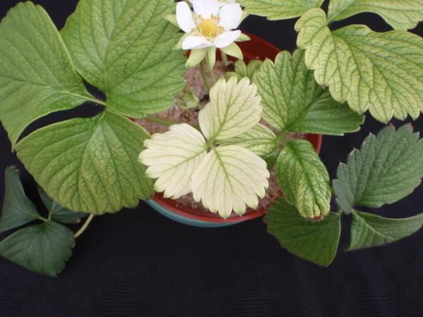 Severe iron deficiency with bleached foliage.