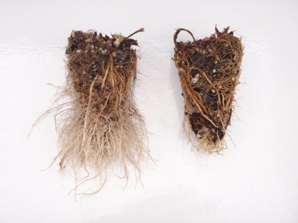 Root formation less with excessive B (plant at right).