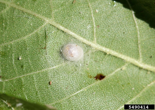 A small white lacewing cocoon on the underside of a leaf.