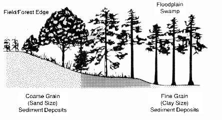 Illustration of Field/Forest Edge with Coarse Grain (sand size) sediment deposits and Floodplain swamp with fine grain (clay size) sediment deposits.