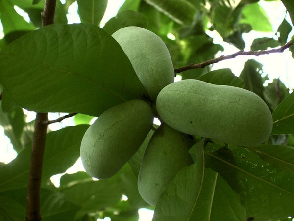 A small cluster of paw paws on the tree.