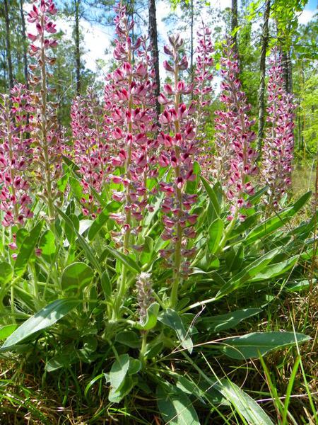 pinkish red lady lupine