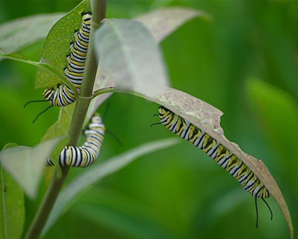 3 monarch caterpillars eating milkweed