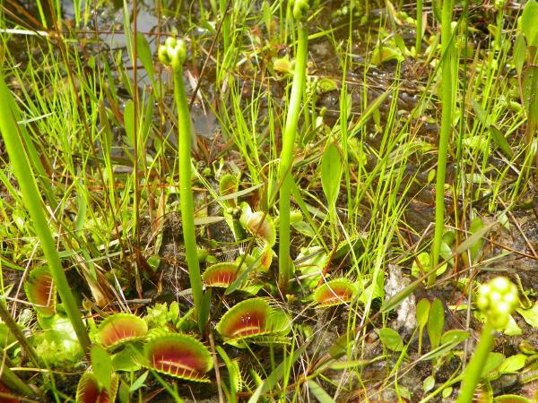 https://content.ces.ncsu.edu/media/images/7-venusflytrap_charlotte_glen.jpg