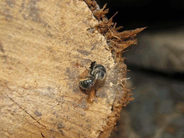 Bee at entrance to a next in the cut end of a log.