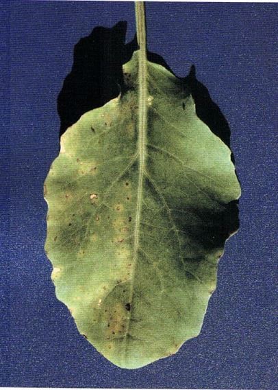 Leaf of cauliflower seedling displaying circular lesions typical
