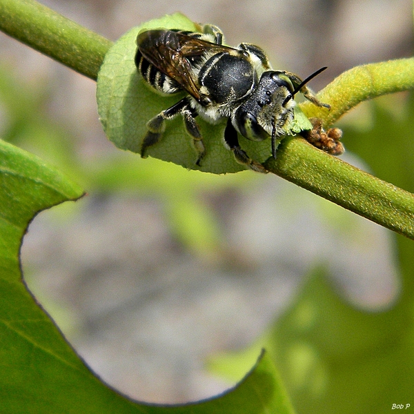 leafcutter bee shown next to leaf with cut out semi-circle