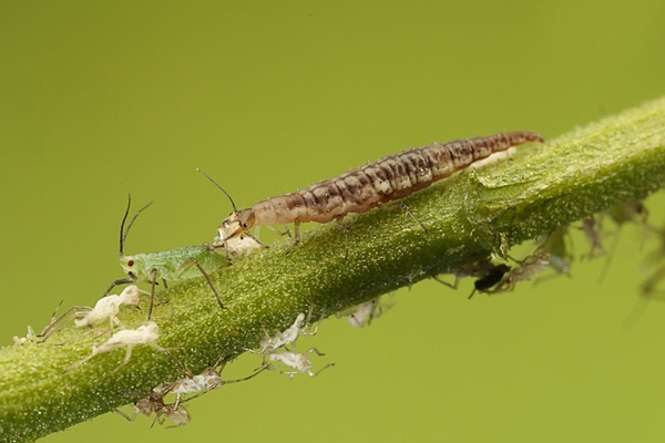 A long, thin brownish lacewing larva preys on an aphid on a plant stem.