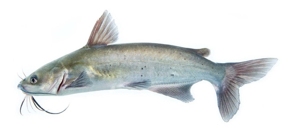 Side view of a channel catfish on a white background
