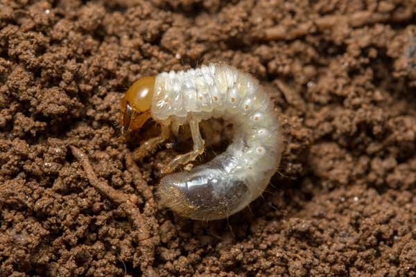 Curled grub resting on its side on top of soil.