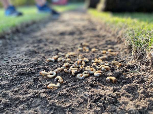 Dozens of whitish C-shaped grubs on a section of bare soil.