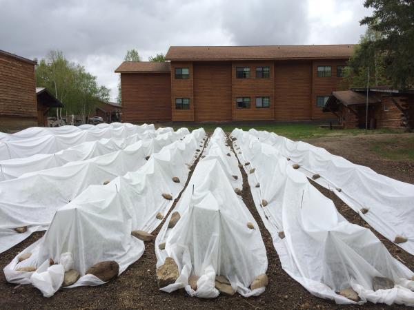 floating row covers over garden beds in front of brick building