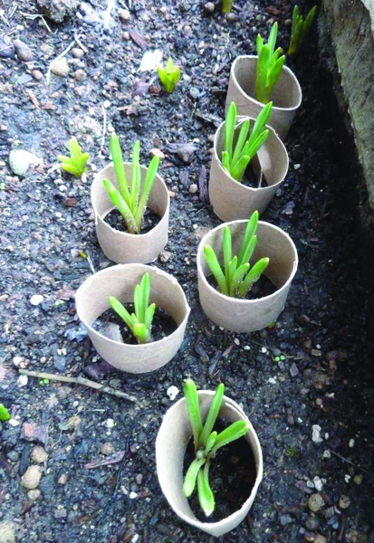 Row of plants with cardboard collars at the base of each