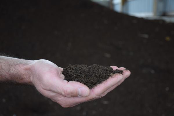 A photo of a handful of compost.