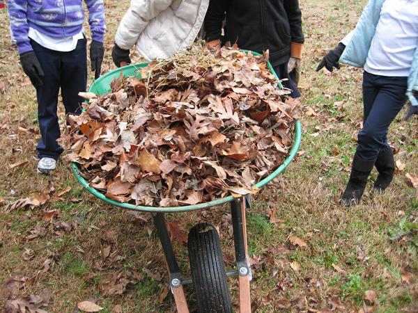 wheelbarrow full of dry leaves