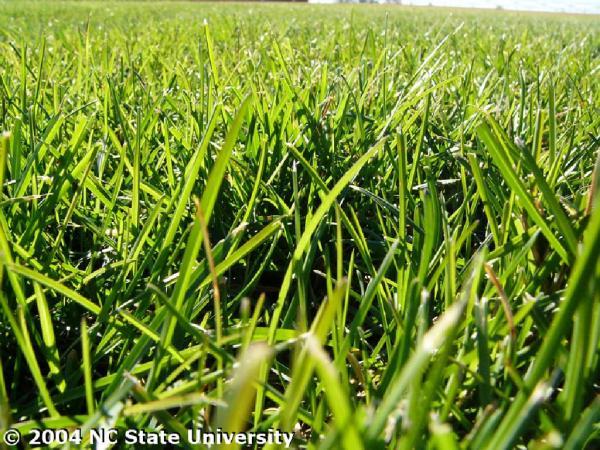 What Is Centipede Grass?  N.C. Cooperative Extension