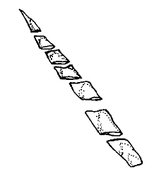 Figure 2. Leaf without a petiol