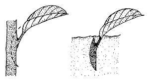Figure 4. Leaf-bud Cuttings