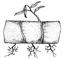 Figure 5. Cane Cuttings