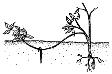 Springtails in Turf  NC State Extension Publications