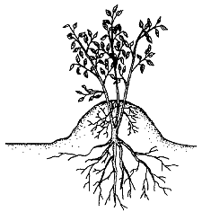 illustration of biology and agriculture, Mound layering is used