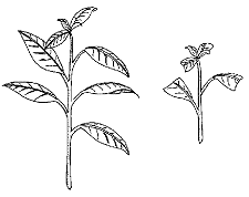 Drwaing showing cutting before and after removing lower one-third leaves