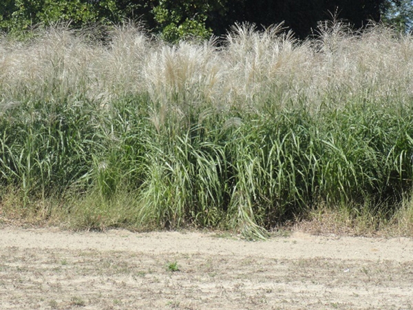 Photo of miscanthus in a field.