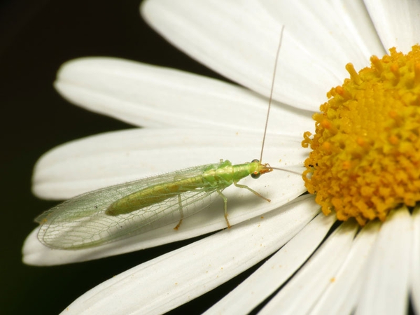 Slender, light green lacewing on a daisy.