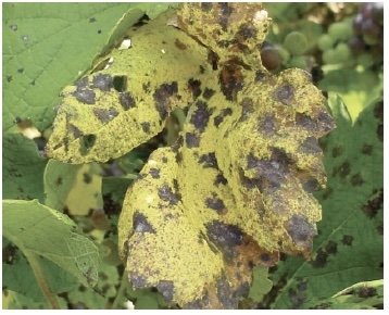 Yellow/brown grape leaf with grayish black splotches