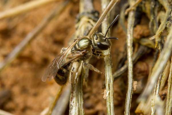 Close-up side view of coppery-colored ground-nesting bee on a plant stem.