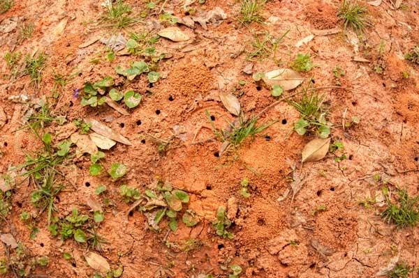 Bare reddish soil with multiple small holes. A few grasses and weeds visible.