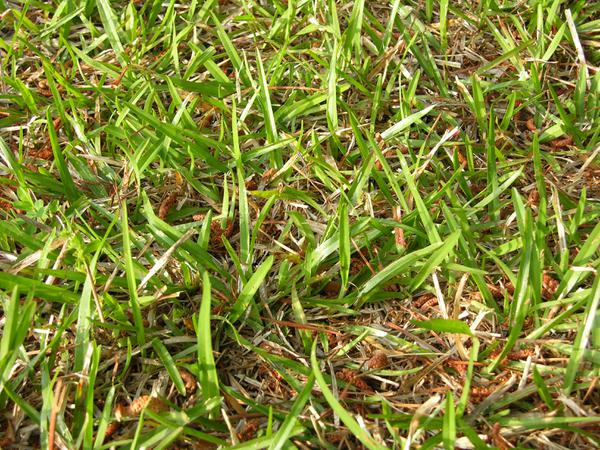 A photo of carpetgrass turf