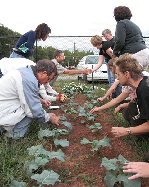 Group of people planting in a row