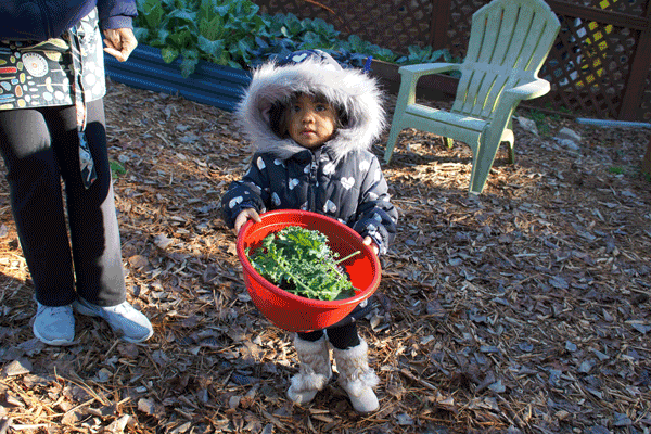 A small child holds a large red bowl while harvesting kale.