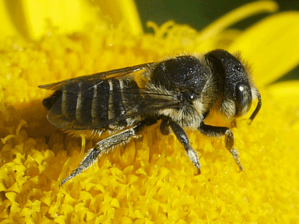 Bee on a yellow flower.