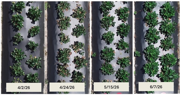 Collage of photos of row of strawberry plants on different dates from April into June