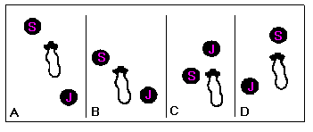 Diagram showing how to position so judge has a clear view of the lamb