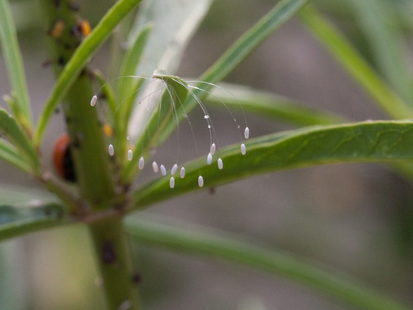 lacewing eggs on a blade of grass